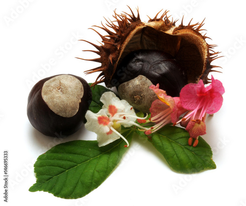 Aesculus hippocastanum Ippocastano Conker tree Horse-chestnut كستناء الحصان  Fiore Castaño de Indias Flower Marronnier d'Inde Flor Gewöhnliche Rosskastanie 欧洲七叶树 Hevoskastanja 마로니에  Escina photo