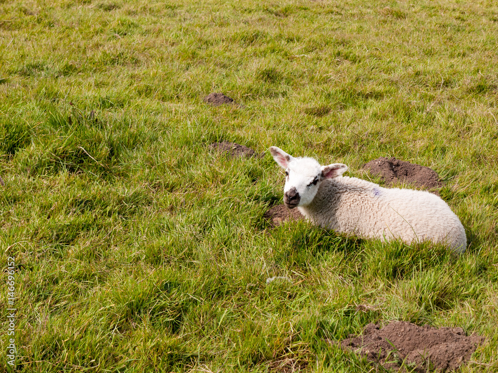 spring cute lamb resting on grass field in spring spring cute lamb resting on grass field in spring
