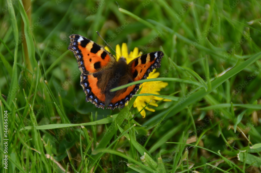 Schmetterling auf Blume Schmetterling auf Blume