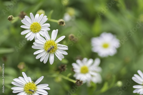 bee sucking nectar from Chamomile flowers