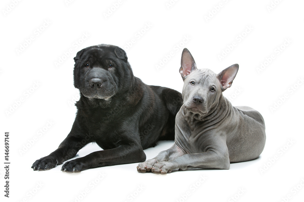 Beautiful dogs isolated on white background Beautiful dogs isolated on white background
