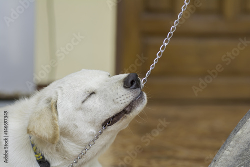White dogs are using their mouths to pull the chains off.