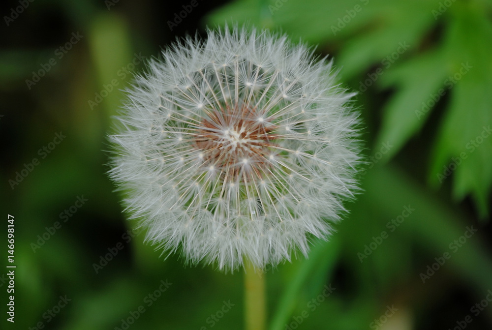 Fototapeta premium Pissenlit