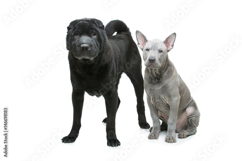 Beautiful dogs isolated on white background 