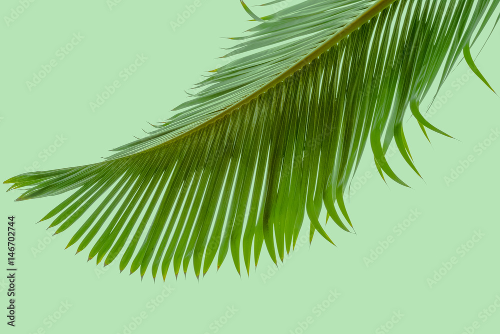 feuille de palmier sur fond vert feuille de palmier sur fond vert