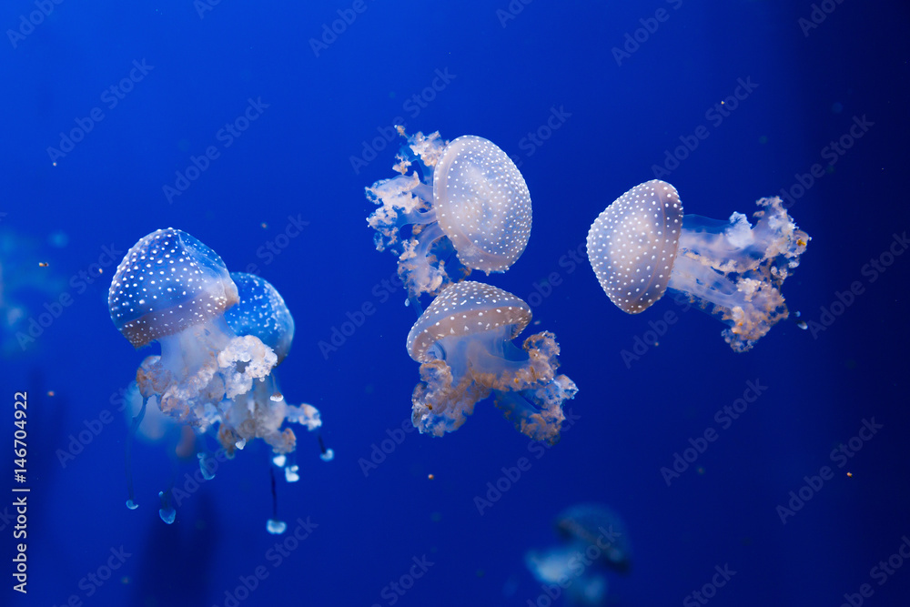 Obraz premium white spotted jellyfish phyllorhiza punctata