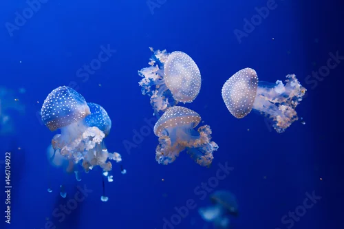 Obraz biała meduza phyllorhiza punctata