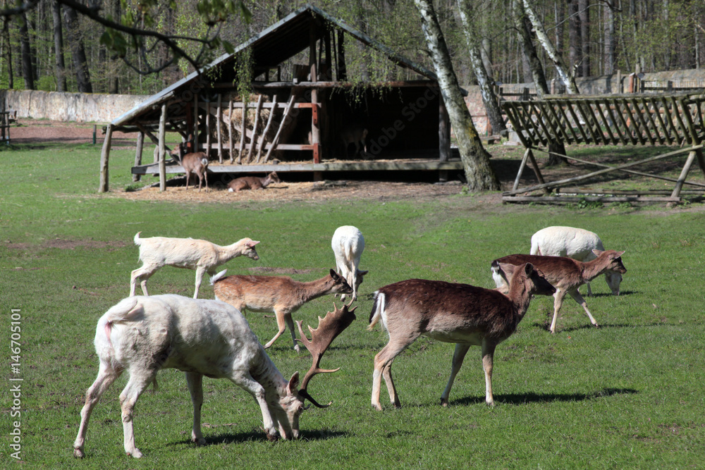 Fototapeta premium Dammwild im Tiergehege.1 
