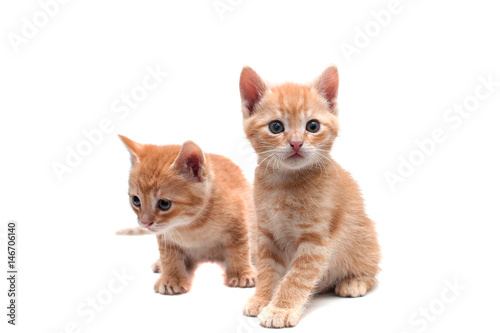 Two red-haired kittens on white background