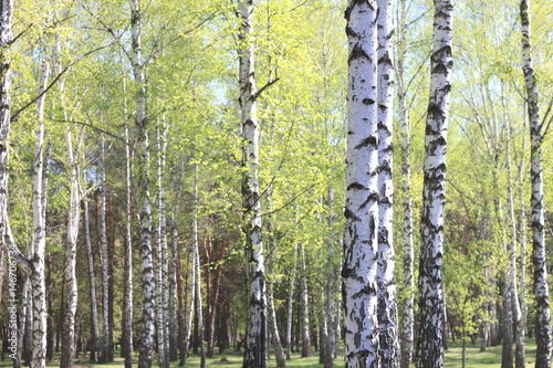 Fototapeta Naklejka Na Ścianę i Meble -  Beautiful landscape with young juicy green birches with green leaves and with black and white birch trunks in sunlight in the morning in spring
