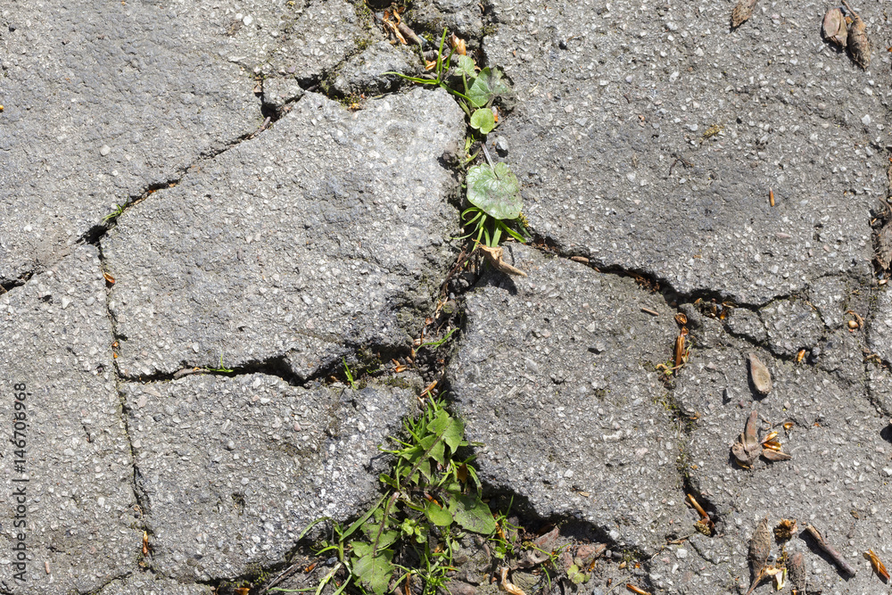 Obraz premium cracked asphalt