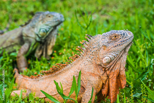 Green Iguana Reptile Portrait Closeup