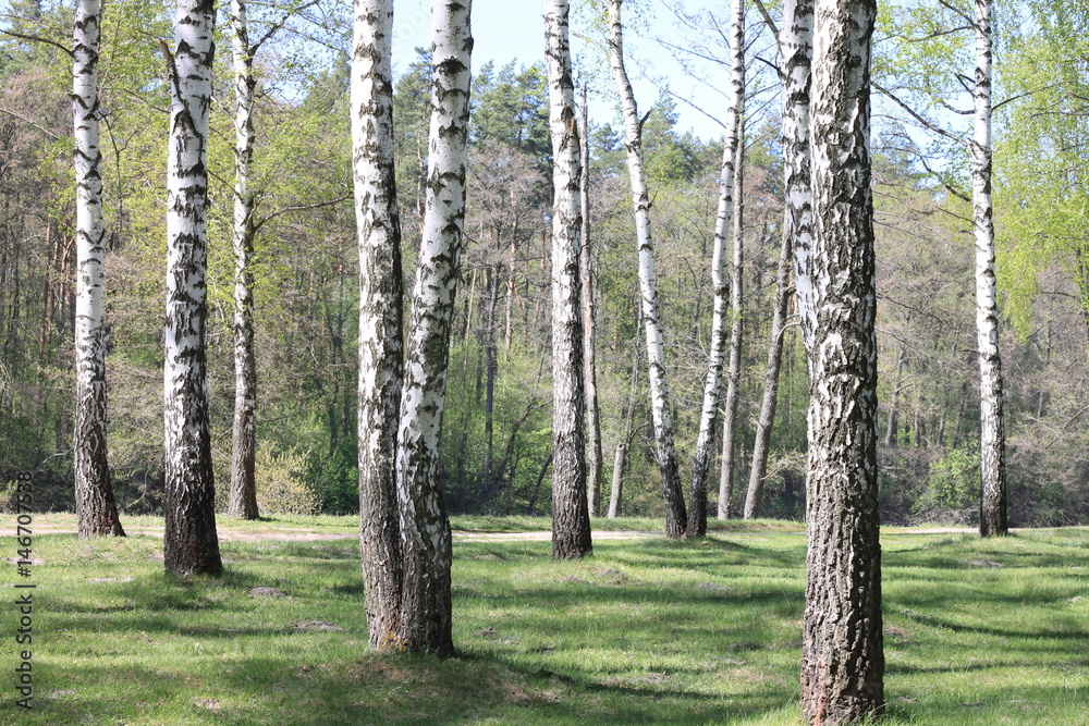 Beautiful landscape with young juicy green birches with green leaves and with black and white birch trunks in sunlight in the morning in spring