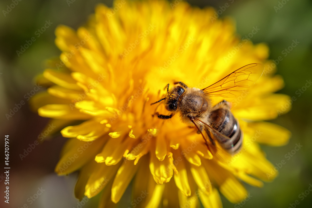 Bee on a yellow dandelion flower collecting pollen and gathering nectar to produce honey in the hive Bee on a yellow dandelion flower collecting pollen and gathering nectar to produce honey in the hive