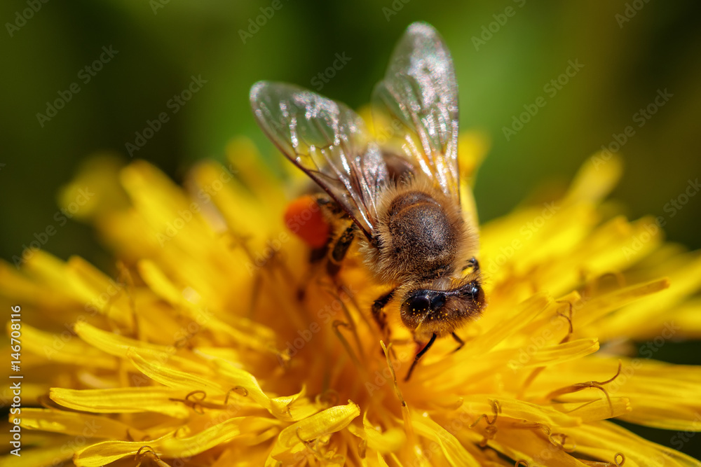 Bee on a yellow dandelion flower collecting pollen and gathering nectar to produce honey in the hive Bee on a yellow dandelion flower collecting pollen and gathering nectar to produce honey in the hive
