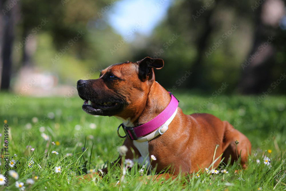 Staffordshire bull terrier portrait Staffordshire bull terrier portrait