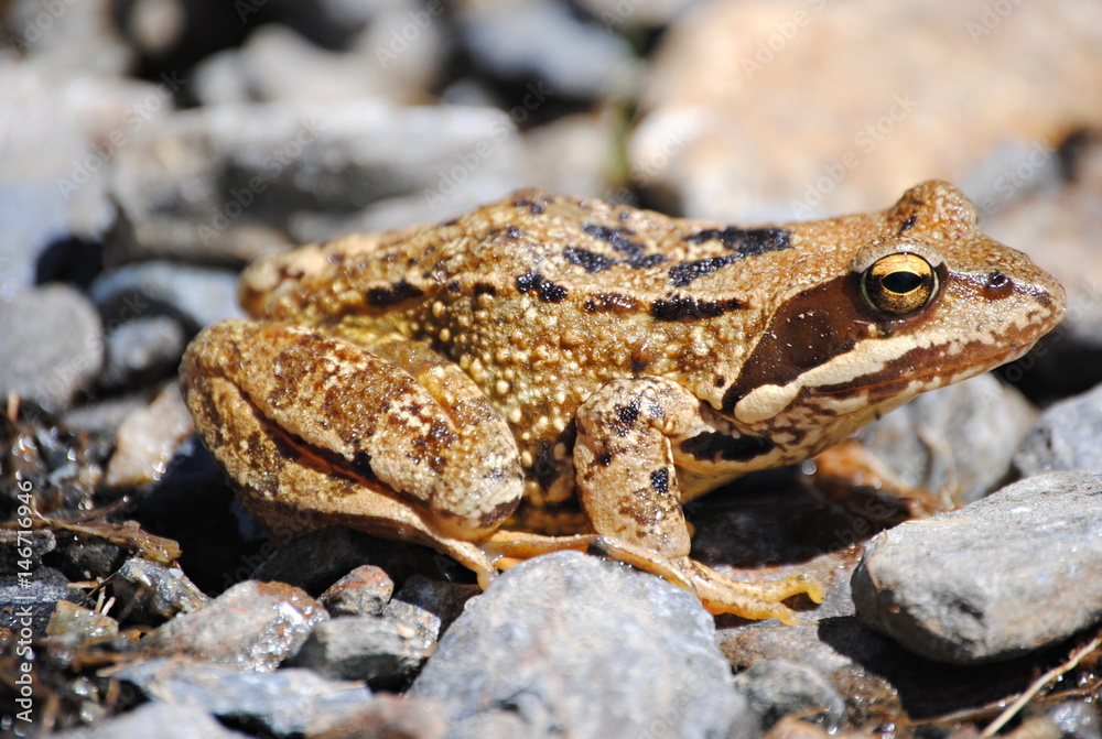 Obraz premium Grenouille