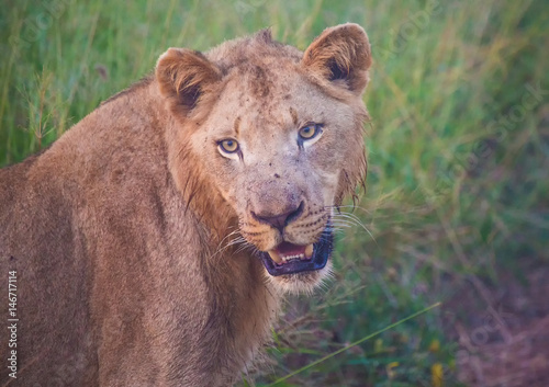 Afrion lion in the savannah at the Hlane Royal National Park, Swaziland