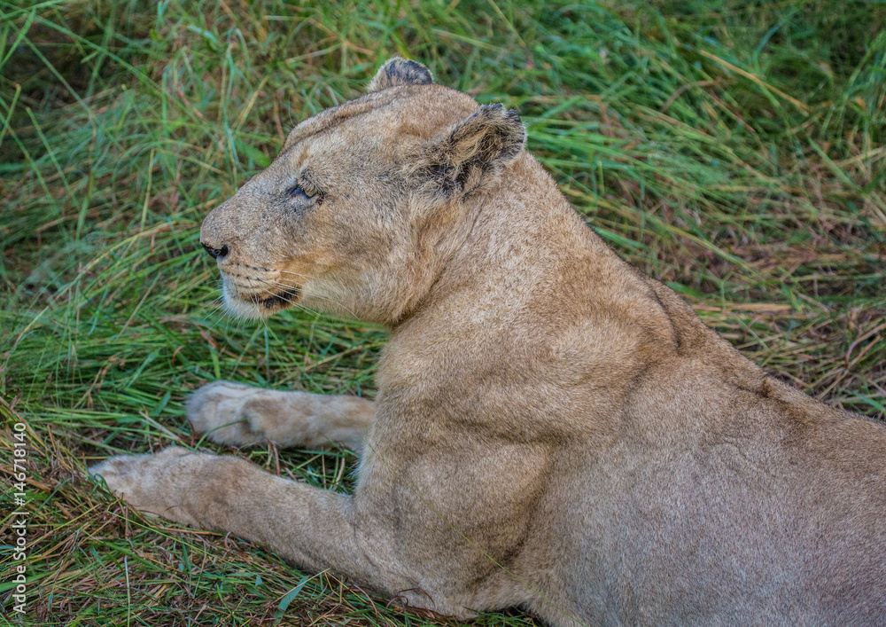 Naklejka premium Afrion lion in the savannah at the Hlane Royal National Park, Swaziland