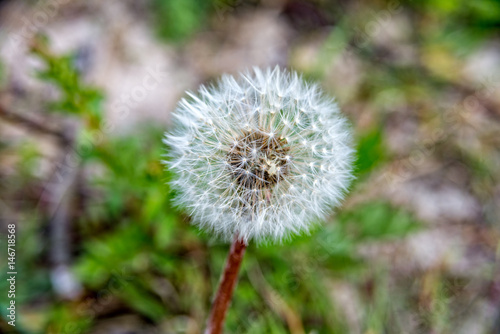 Small dandelion flower