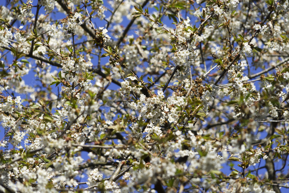 Blooming Tree Blooming Tree