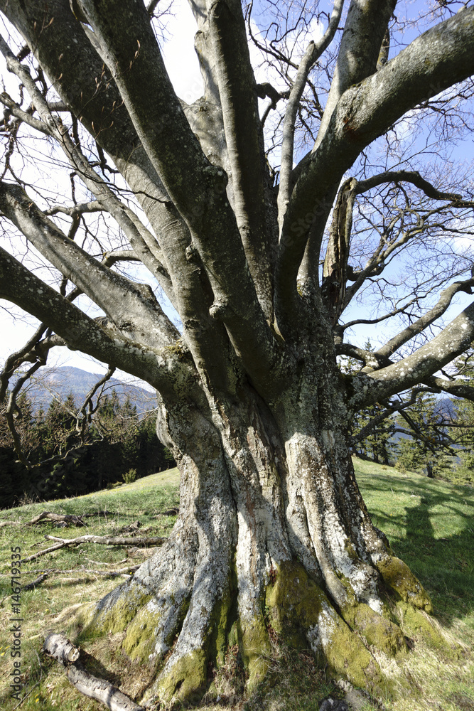 Old Tree