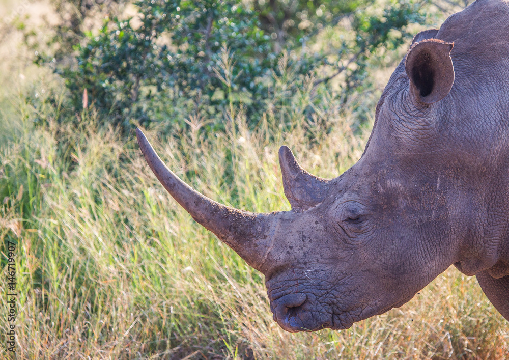 Fototapeta premium White Rhinoceros in the Savannah at Hlane Royal National Park, Swaziland