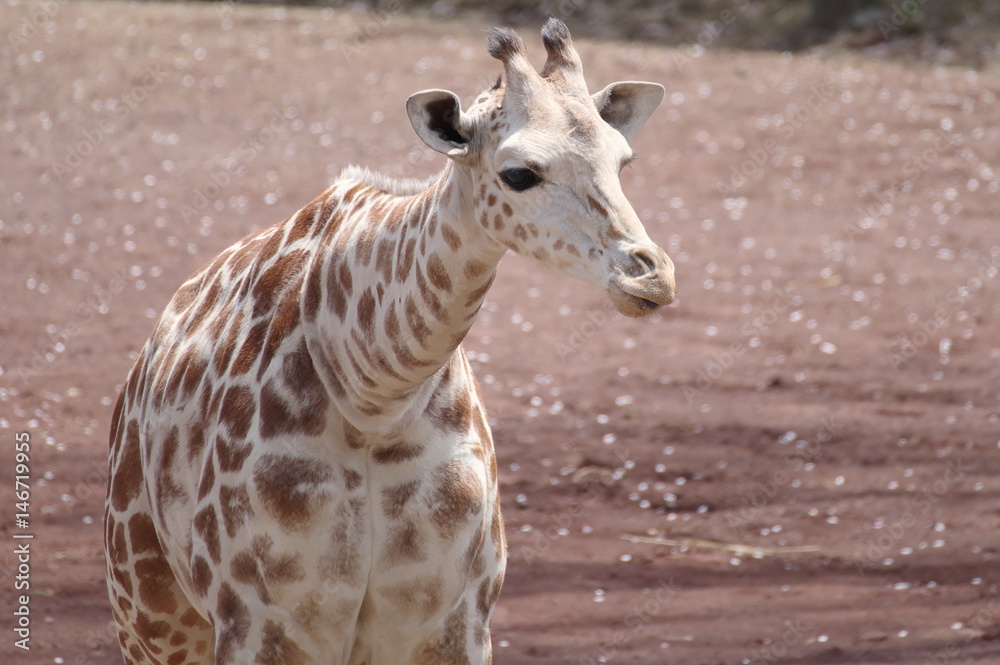 Fototapeta premium キリンの子供