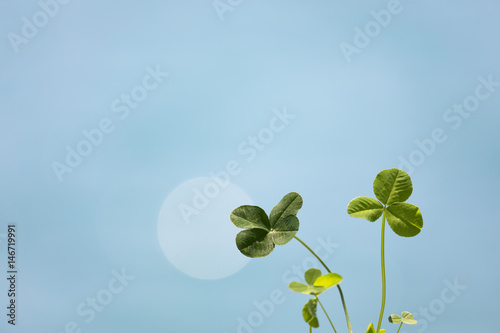 四つ葉のクローバーと青い海 © imacoconut