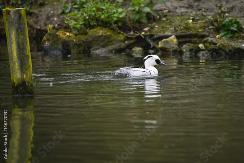 Beautiful portrait of Smew duck bird Megellus Albellus on water in Spring © veneratio