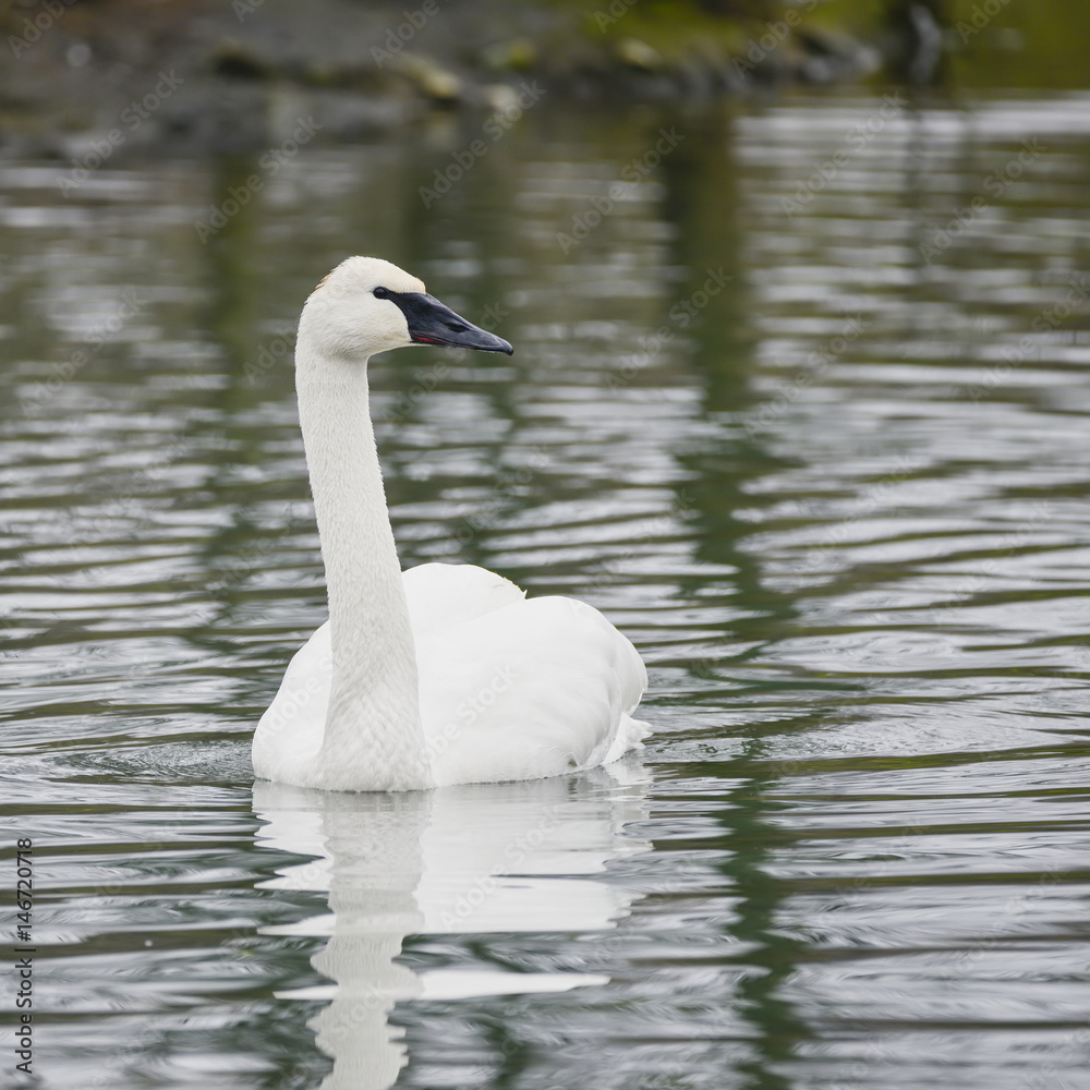 eautiful portrait of Trumpeter Swan Cygnus Buccinator on water in Spring eautiful portrait of Trumpeter Swan Cygnus Buccinator on water in Spring
