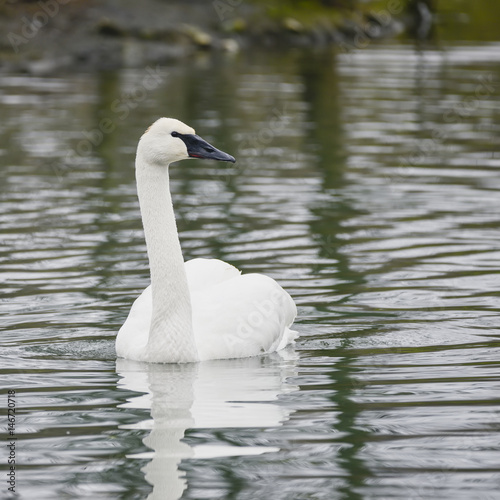 eautiful portrait of Trumpeter Swan Cygnus Buccinator on water in Spring