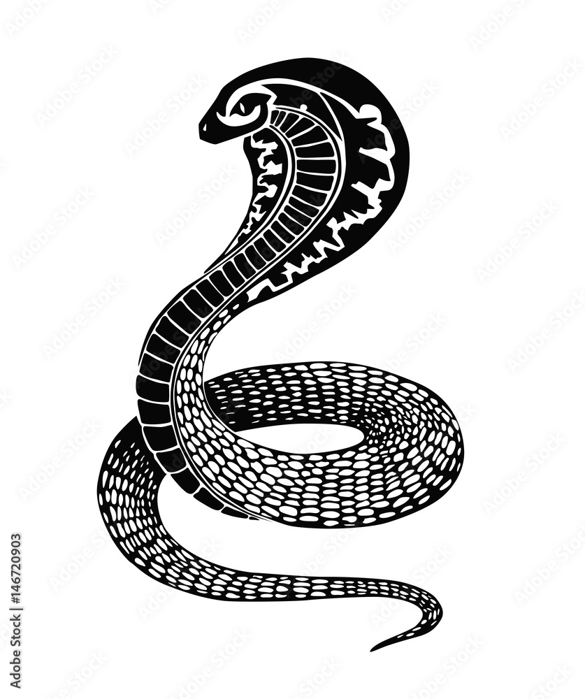 Black snake illustration or tattoo design isolated on white background Black snake illustration or tattoo design isolated on white background