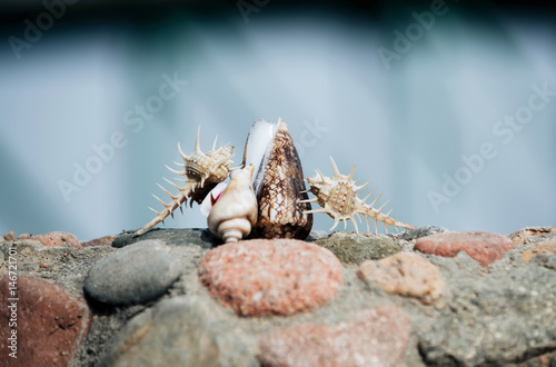 Beautiful thorn, cone and spiral conchs on stones