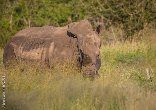 White Rhinoceros in the Savannah at Hlane Royal National Park, Swaziland photo