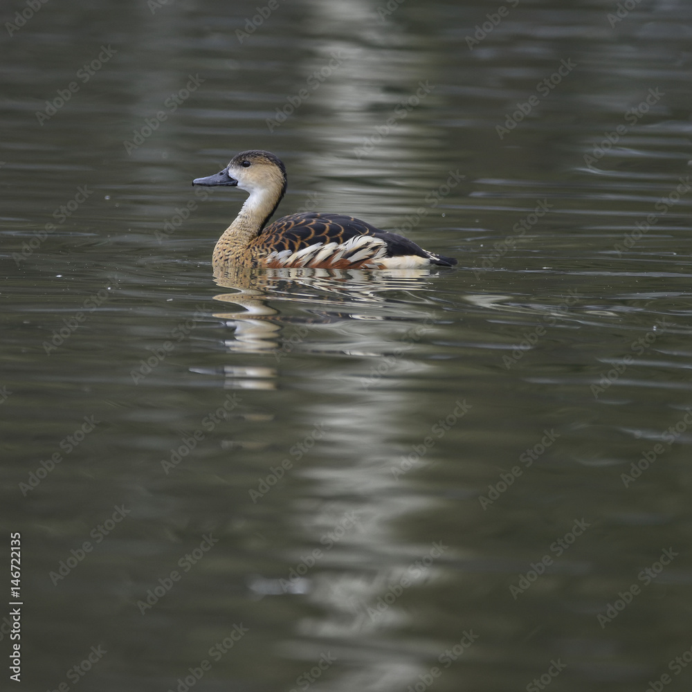 Portrait of Wandering Whistling Duck Dendrocyga Arcuata in natural habitat in Spring Portrait of Wandering Whistling Duck Dendrocyga Arcuata in natural habitat in Spring