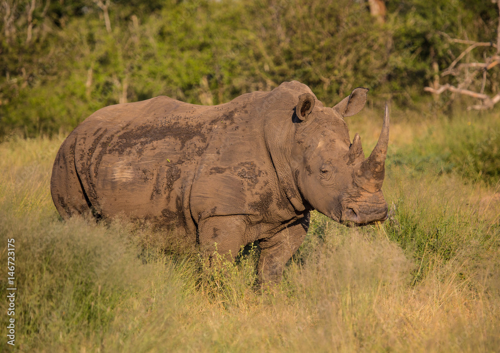 White Rhinoceros in the Savannah at Hlane Royal National Park, Swaziland White Rhinoceros in the Savannah at Hlane Royal National Park, Swaziland
