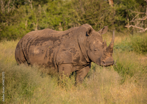 White Rhinoceros in the Savannah at Hlane Royal National Park  Swaziland