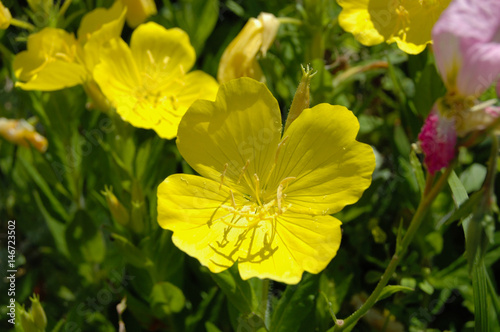 Желтый цветок на клумбе