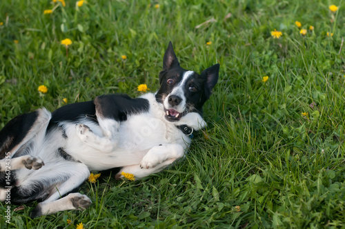 Cute dog having fun in grass