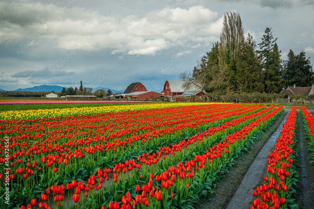 Rows of bright tulips in a field. Beautiful tulips in the spring. Variety of spring flowers blooming on fields. Skagit, Washington State, USA.
