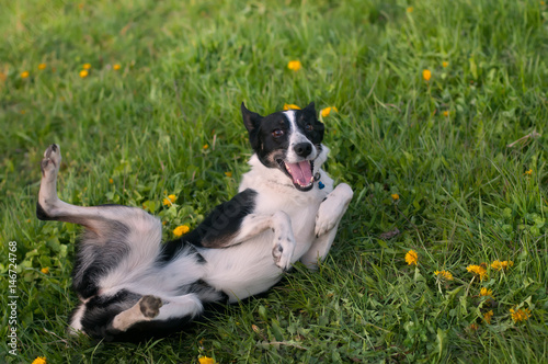 Cute dog having fun in grass © GrasePhoto