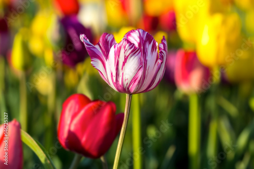 White Tulip Flower with Pink Stripes