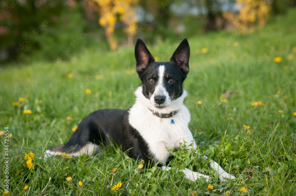 Dog is lying down in green grass