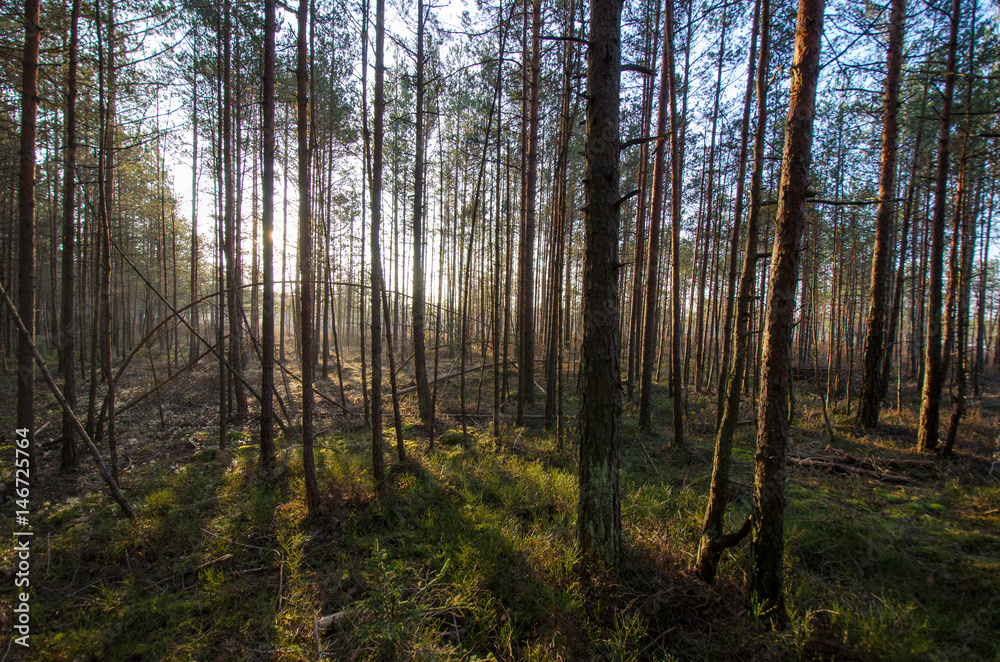 Landscape photography. Swamp on a cold winter morning. Landscape photography. Swamp on a cold winter morning.