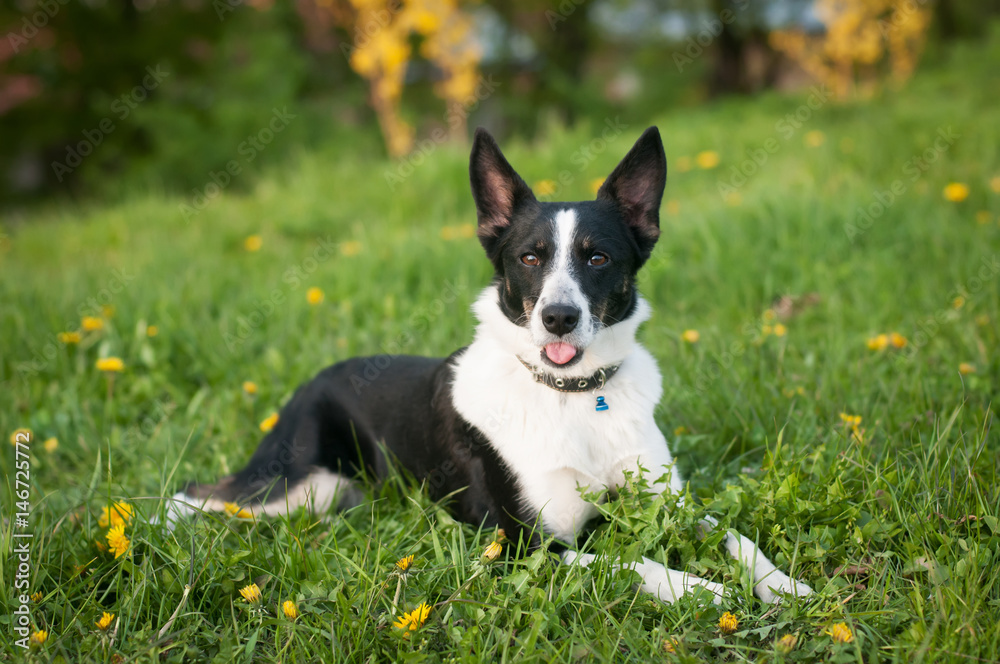 Dog is lying down in green grass Dog is lying down in green grass