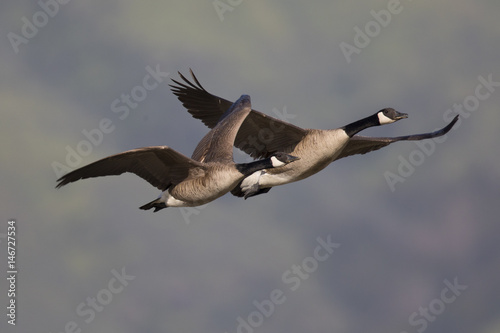 Canada geese flying together against the Mission Peak hills in North California