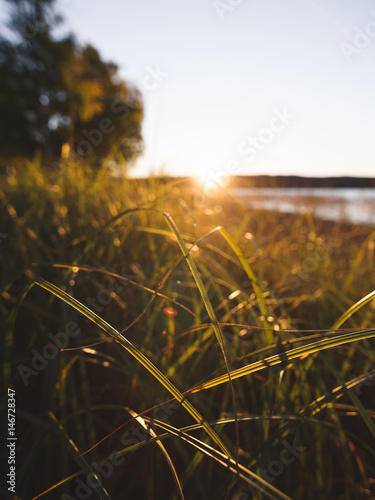 Schilf im Sonnenuntergang