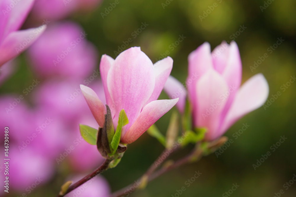 Magnolia blooming in the spring park Magnolia blooming in the spring park