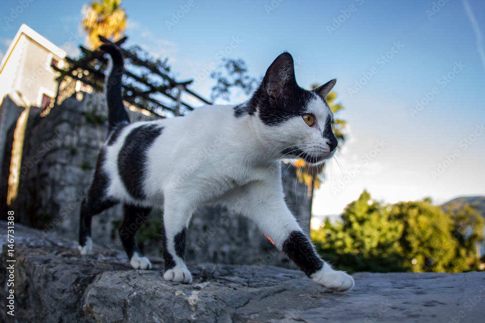 Balkan cat, Herceg-Novi old sity Balkan cat, Herceg-Novi old sity